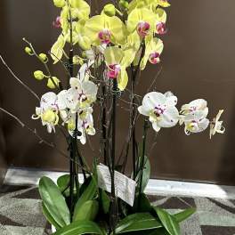 Potted orchids with yellow and white blooms in a white planter