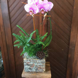 Pink orchid arrangement in a bark-covered container with fern foliage