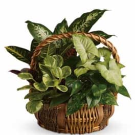 Basket of assorted green houseplants with a woven handle