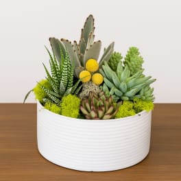 Succulent arrangement in a white round planter