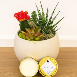 Succulent arrangement in a white round pot with a red cactus bloom