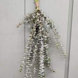 Bundle of eucalyptus stems tied together and hanging vertically