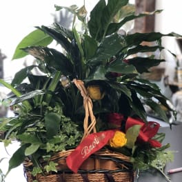 Basket arrangement with green plants and yellow and red roses