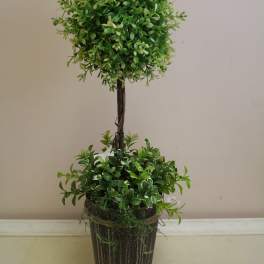 Potted topiary plant with two rounded green foliage clusters