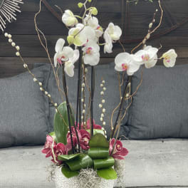 White and pink orchids arranged in a decorative ceramic pot