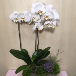White orchid arrangement in a rectangular planter with moss and a succulent