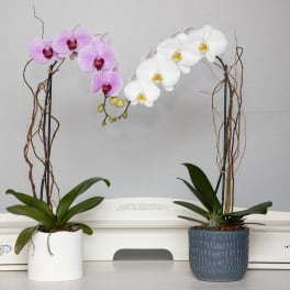 Two potted orchids with arching pink and white blooms