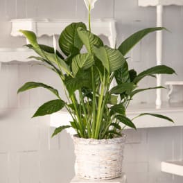 Gorgeous Spathiphyllum (Peace Lily) In Handsome Wicker Basket.