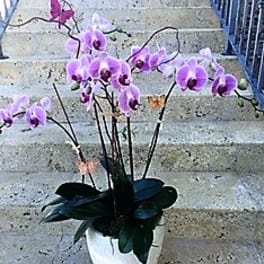 Tall lavender phalaenopsis orchid plant with multiple stems in a white pot with butterfly accents