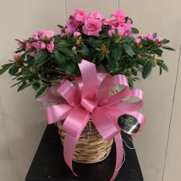 Pink flowering plant in a wicker basket with a large pink ribbon