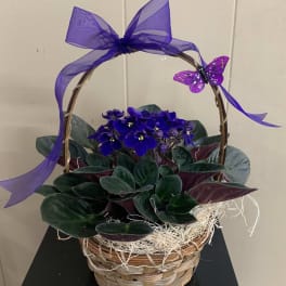 Purple flowering plant in a wicker basket with a ribbon bow and butterfly decoration