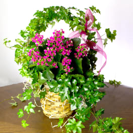 Pink flowering plant in a woven basket with ivy and a pink ribbon