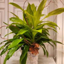 Potted green plant with long leaves in a woven basket