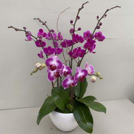 Potted orchid arrangement with magenta and pink blooms in a white bowl planter