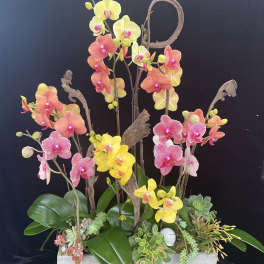 Colorful orchid arrangement in a wooden planter with succulents