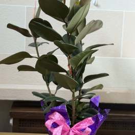 Potted rubber plant wrapped in purple foil with a pink ribbon