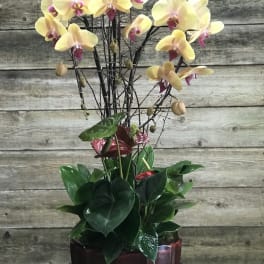 Potted orchid arrangement with pale yellow blooms in a burgundy container