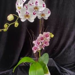 White and pink spotted orchids in a square stone planter