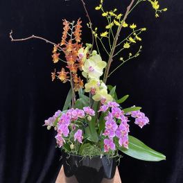 Orchid arrangement in a black pot with pink, yellow, and orange blooms