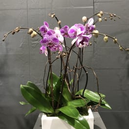 Purple orchids in a white rectangular planter