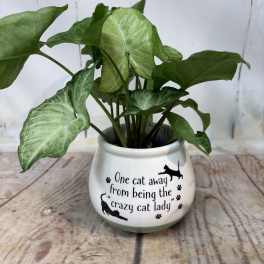 Potted green houseplant in a white cat-themed ceramic pot with printed text