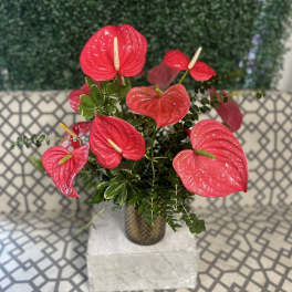 Arrangement of red tropical anthurium flowers in a textured glass vase