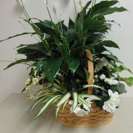 Basket arrangement of green foliage with small white flowers