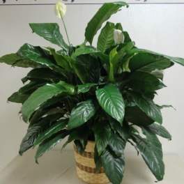 Potted peace lily with white blooms in a woven basket