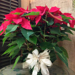 Potted poinsettia with red bracts and a decorative bow