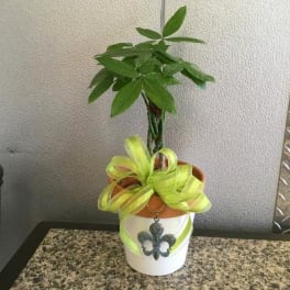 Potted green plant with a decorative ribbon on a white container