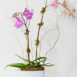 Potted pink orchids in a white planter with curly branches