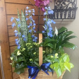 Basket arrangement with orchids, blue flowers, and a peace lily