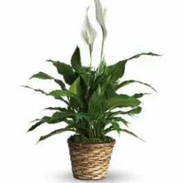 A New Leaf Peace Lily