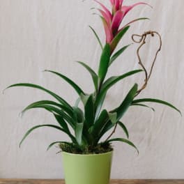 Blooming Bromeliad