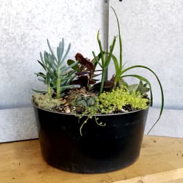Mixed succulent planter in a black pot
