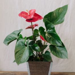 Potted anthurium plant with red flowers in a square container