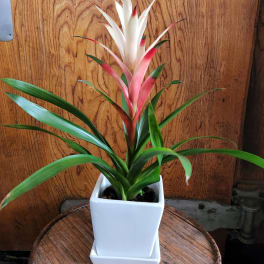 Potted bromeliad with pink and white upright bracts in a white square planter