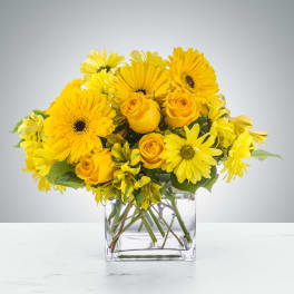 Low arrangement of bright yellow gerbera daisies and roses in a clear glass cube vase