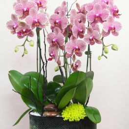 bc90 Pink Orchids arrangment