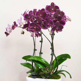 Tall potted purple phalaenopsis orchids with succulents in a white ceramic planter