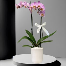 Phalaenopsis Orchid