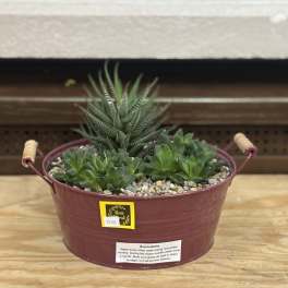 Potted succulent arrangement in a burgundy metal container with handles
