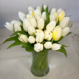 Tight bouquet of white and pale yellow tulips arranged in a clear glass vase.