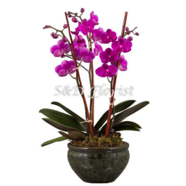 Potted purple orchids in a dark ceramic planter