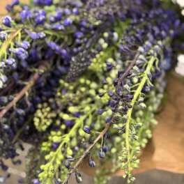 Delphinium hybrid & belladona - Flower Market