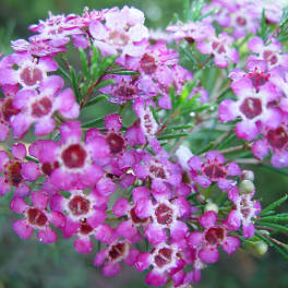 Cluster of small pink waxflower blossoms with green foliage