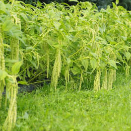 Dense green amaranth plants with hanging tassels in a garden bed