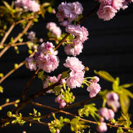 Cherry Blossom Stem (Qty 1) - Flower Market