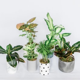 Five potted houseplants arranged against a white background.