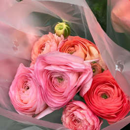 Bouquet of pink and coral ranunculus wrapped in translucent pink paper